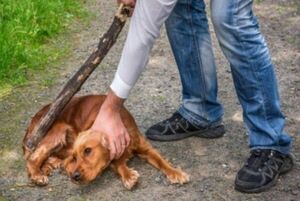 SENADO MODIFICA PROYECTO DE LEY DE DEFENSA ANIMAL CON PENAS DE HASTA 6 AÑOS DE CÁRCEL