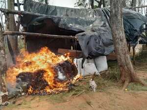 Destruyen seis hectáreas de cultivos y 600 kilos de marihuana en Canindeyú - Policiales - ABC Color