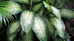 Piden tener cuidado con una conocida planta que es venenosa ra'e