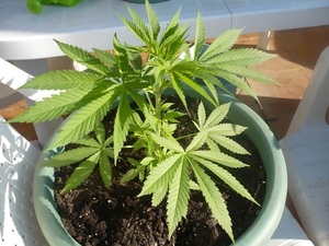 Senado rechaza proyecto de autocultivo de marihuana y lo envía al archivo