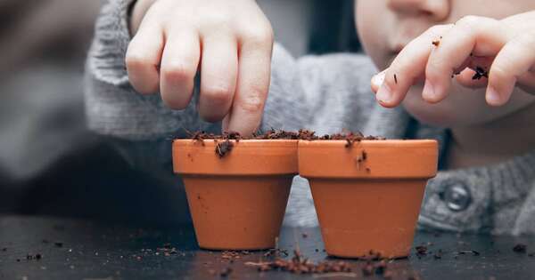 Diario HOY | Advierten sobre los peligros de una planta común en los hogares
