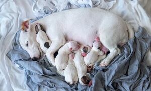 Guía completa: a qué edad se reproducen los perros según su raza - Mascotas - ABC Color
