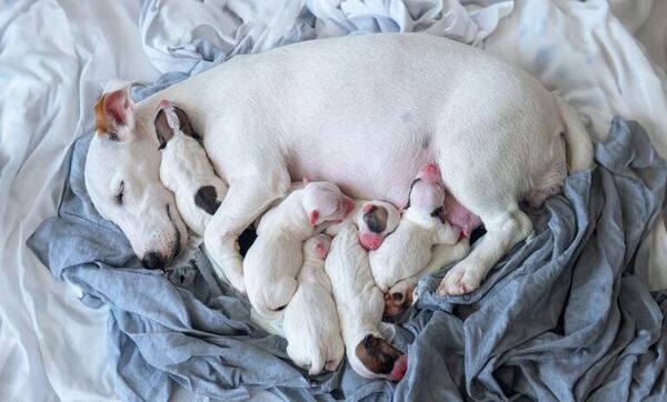 Guía completa: a qué edad se reproducen los perros según su raza - Mascotas - ABC Color