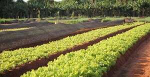 Recomiendan proteger cultivos hortícolas ante el descenso de temperatura - Nacionales - ABC Color