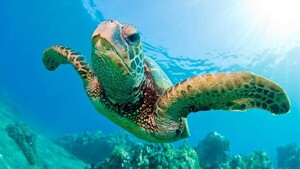 Demandan a gobierno de Trump por poner en peligro a ballenas y tortugas del Golfo de México