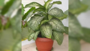 Plantas tóxicas en casa: la belleza que puede enfermar o poner en riesgo a los niños