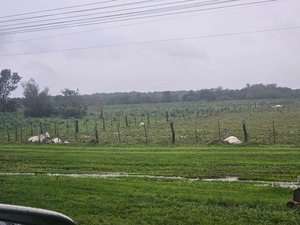 Animales habrían sido alcanzados por un rayo en Carmen del Paraná - 1000 Noticias