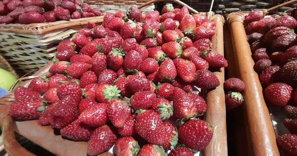 La Nación / Comenzó la temporada de cosecha de frutilla