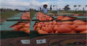 Productor de Itá logra certificación de calidad para 2.000 kg de tomates con apoyo del