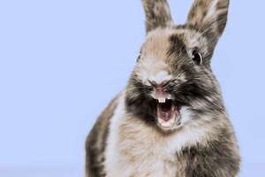 ¿Por qué los conejos hacen ruidos raros?: significado de sus vocalizaciones y posturas - Mascotas - ABC Color