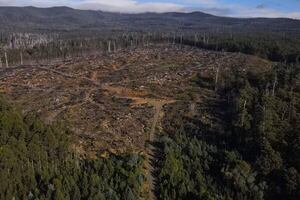 Tasmania pierde sus bosques milenarios: de maravillas naturales a astillas - Ciencia - ABC Color