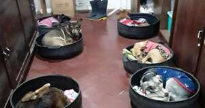 La Nación / Proteger a los animales del frío es un deber legal, recuerda