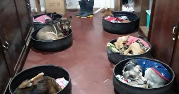 La Nación / Proteger a los animales del frío es un deber legal, recuerda