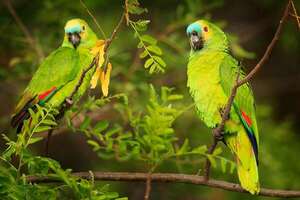 Día Mundial del Loro: ¿por qué pueden hablar? - Ciencia - ABC Color