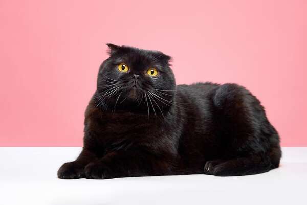 Gatos para personas con poco tiempo: razas que se autogestionan sin dramas - Mascotas - ABC Color