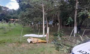 Jardinero muere electrocutado al intentar podar un árbol - 1000 Noticias