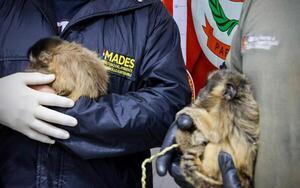 Dos personas detenidas por tráfico ilegal de animales silvestres - 1000 Noticias