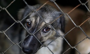 Senado aprobó la reforma de la Ley de Protección Animal - OviedoPress