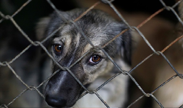 Senado aprobó la reforma de la Ley de Protección Animal - OviedoPress