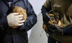 Intentaron vender monos, fueron pillados y detenidos