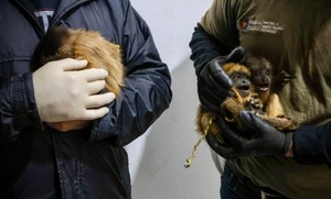 Intentaron vender tres monos y cayeron en una trampa en Asunción - OviedoPress