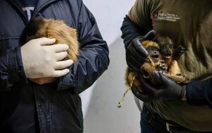 Rescatan ejemplares de karajas del tráfico ilegal de fauna silvestre - .::Agencia IP::.