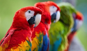 El día Mundial de los Loros 31 de mayo - OviedoPress