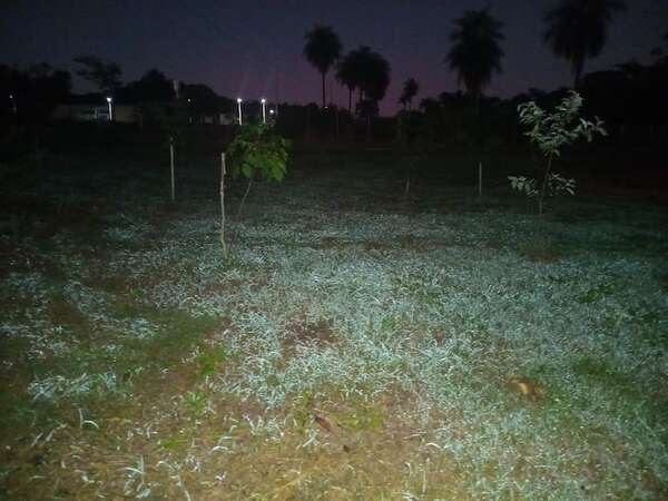 Heladas cubren Carapeguá tras descenso de temperatura en la madrugada - Clima - ABC Color