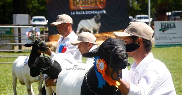 La Nación / Criadores de Dorper realizarán primer remate del año con más de 250 animales