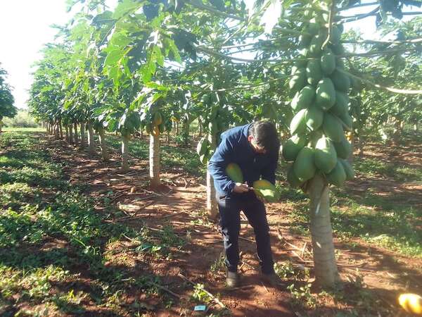 Productor de mamón se queja de la falta de mercado para comercializar su producción - Nacionales - ABC Color