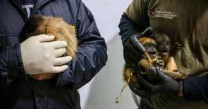 Diario HOY | Rescatan ejemplares de karajas del tráfico ilegal de fauna silvestre