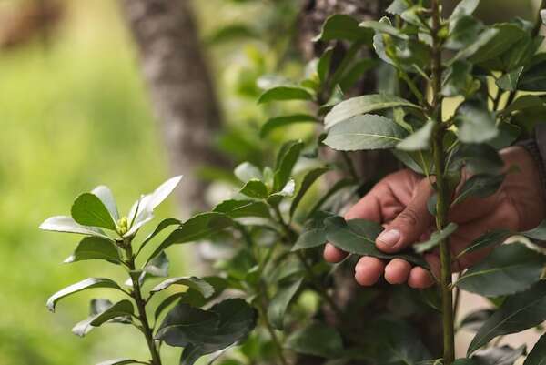 Descubrimiento inmunológico en la yerba mate - ABC Revista - ABC Color