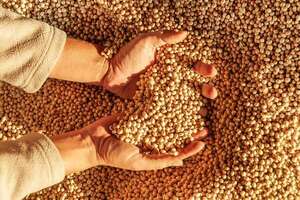Oferta “abundante” a nivel global presiona el mercado de la soja y desafía a la producción local - Economía - ABC Color