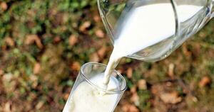 La Nación / Producción de leche: un rubro que sostiene económicamente 5.000 fincas en Paraguay