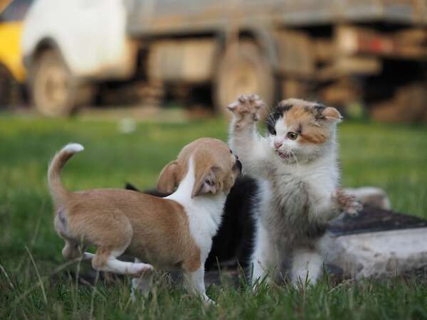 Celos entre mascotas: cómo manejar la rivalidad entre perros o entre perros y gatos - Mascotas - ABC Color
