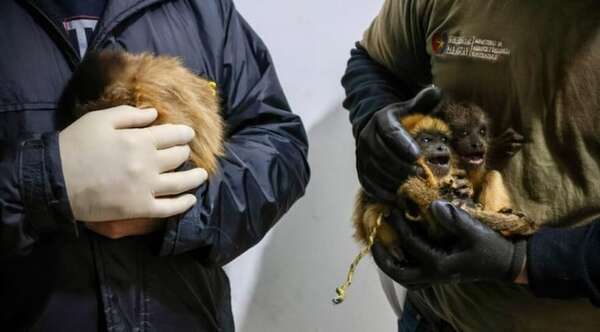 Rescatan animales silvestres durante un operativo contra el tráfico ilegal | Unicanal