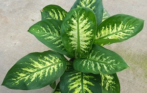 Alertan sobre los riesgos de tener en casa una planta casera muy común en Paraguay | Unicanal
