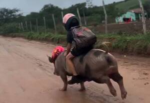 [VIDEO] Monta lo que sea: a “bordo” de un chancho, llega a toda bala a su escuela y se volvió viral