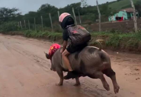 [VIDEO] Monta lo que sea: a “bordo” de un chancho, llega a toda bala a su escuela y se volvió viral