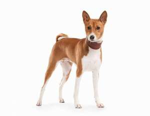 Cómo la geografía moldea las razas de los perros - Mascotas - ABC Color