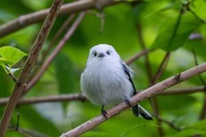 El pájaro más adorable del mundo vive en Japón y se llama Shima-enaga - Ciencia - ABC Color