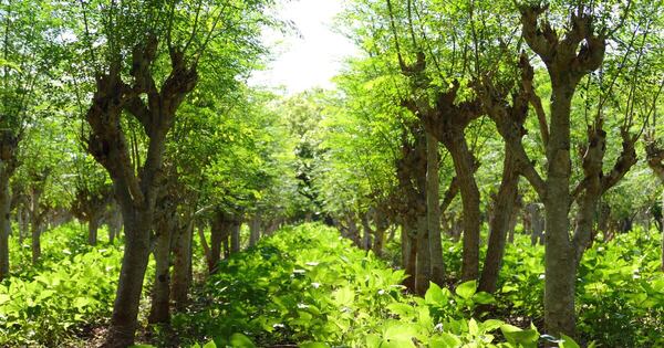 Moringa, desarrollo paraguayo con valor agregado