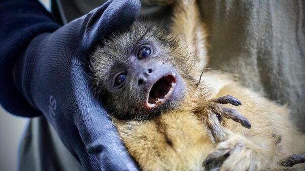 Tráfico ilegal de primates: “Lamentablemente es un práctica habitual en el país”