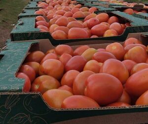 Los precios frutihortícolas aumentaron y las carnes quedaron con precios mixtos en mayo - San Lorenzo Hoy