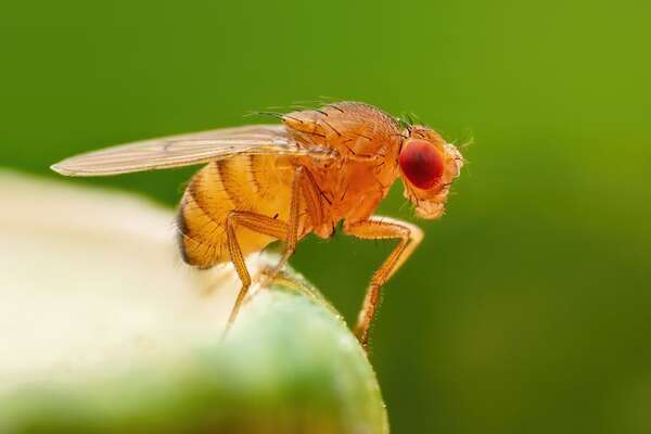 Moscas y adicción a la cocaína: la clave genética que impulsa nuevas terapias - Ciencia - ABC Color