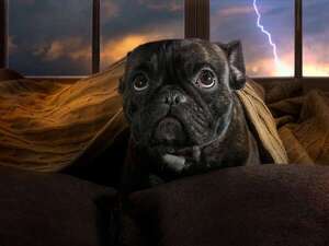 Perros nerviosos durante las tormentas: qué hacer para calmarlos rápido - Mascotas - ABC Color