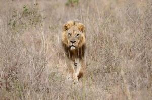 Un león mató a un turista que salió de su carpa para ir al baño en un safari de lujo en Namibia