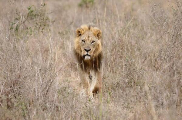 Un león mató a un turista que salió de su carpa para ir al baño en un safari de lujo en Namibia