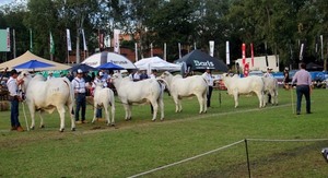 La Nelore exhibió en la pista todo el potencial de la raza