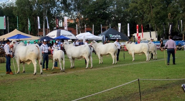La Nelore exhibió en la pista todo el potencial de la raza
